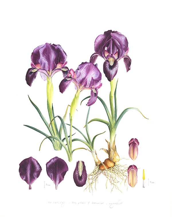 Iris polakii f. barnumiae